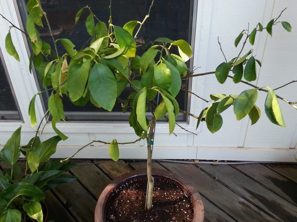 Лимонное дерево — как вырастить в домашних условиях