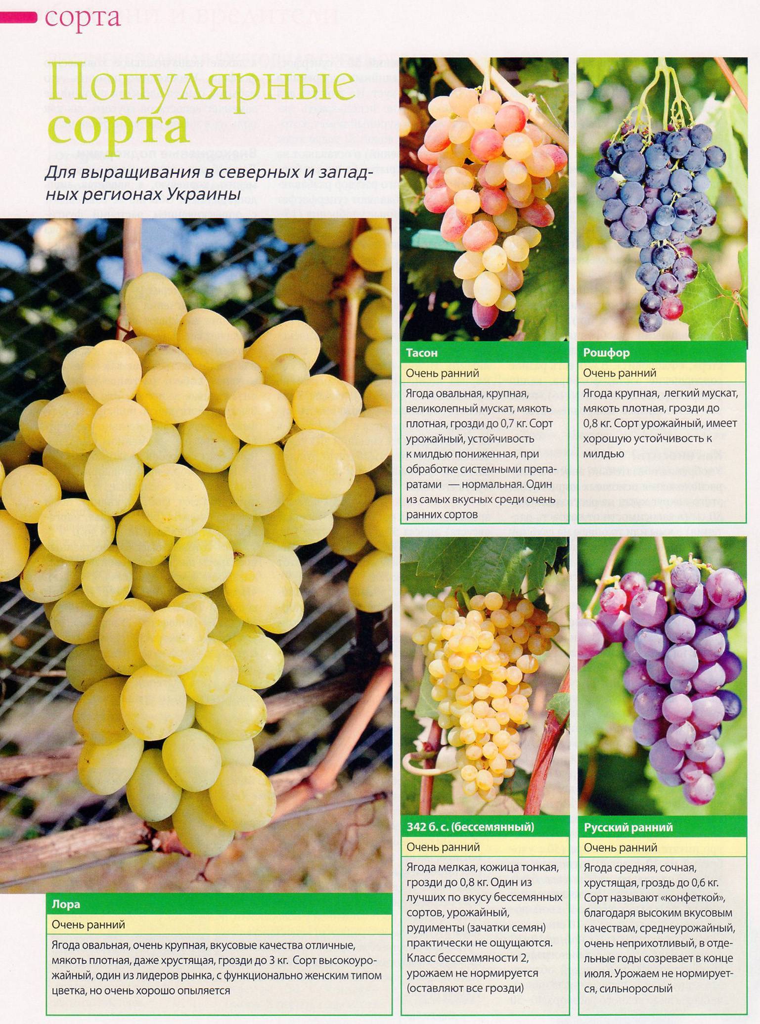 Описание винограда сорта Сенатор, особенности посадки и ухода