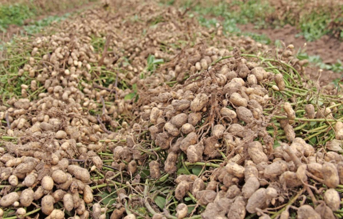 Выращивание земляного арахиса через рассаду и посадкой в открытый грунт в разных регионах россии