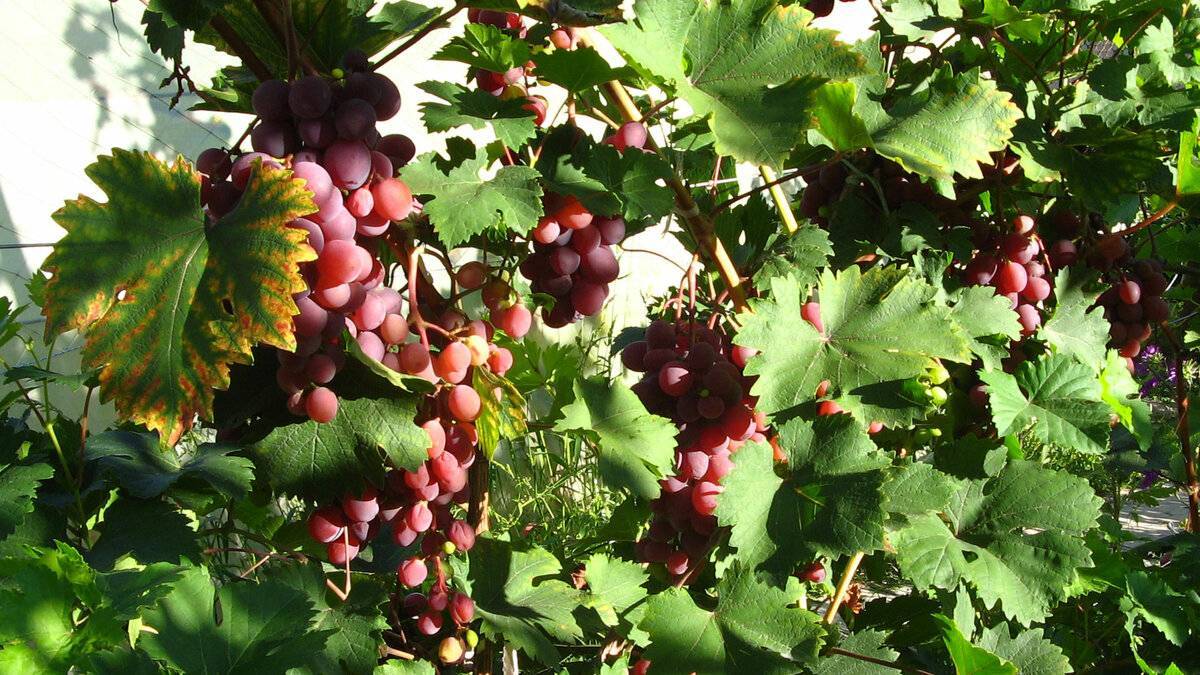 Виноград виктория: описание сорта с характеристикой и отзывами, особенности посадки и выращивания, фото