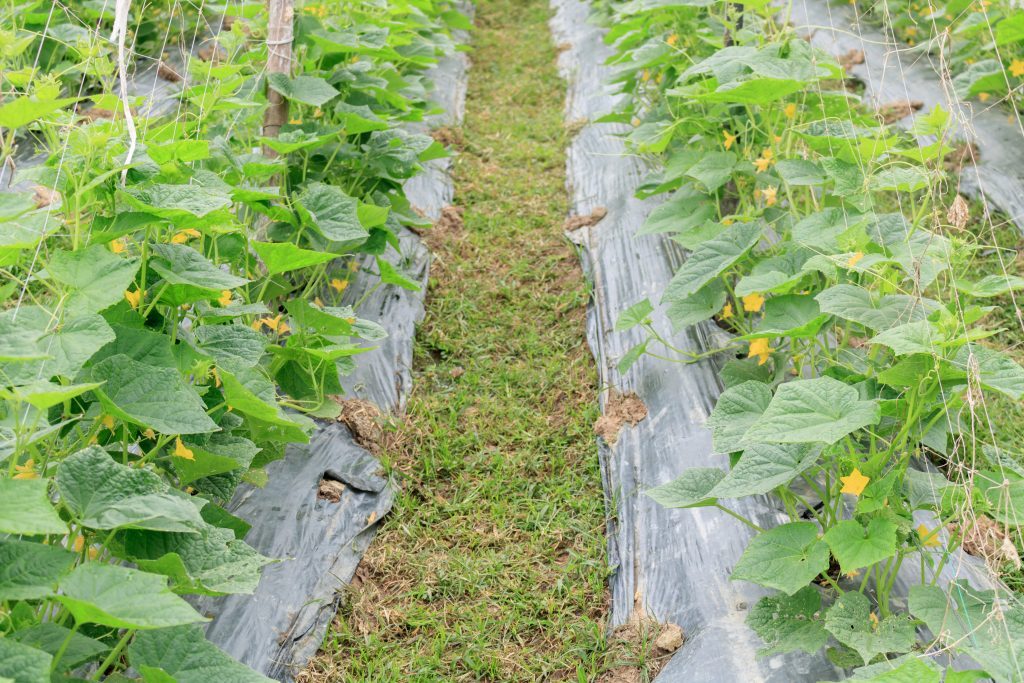 Выращивание огурцов: особенности посадки и секреты ухода в открытом грунте