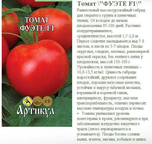 Томат дружок: описание и характеристика, отзывы, фото, урожайность | tomatland.ru