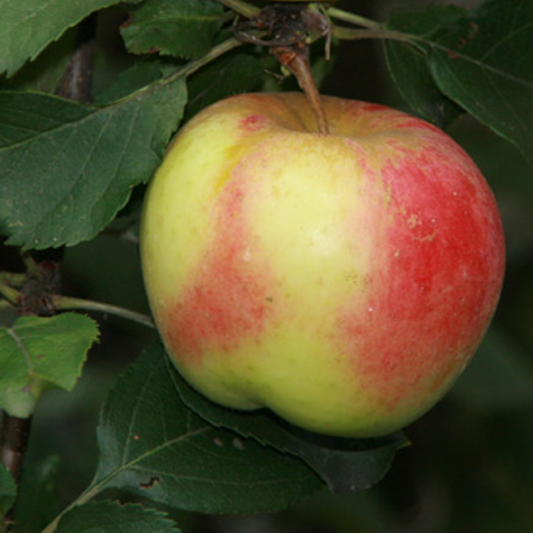 Сорт яблони благая весть фото и описание