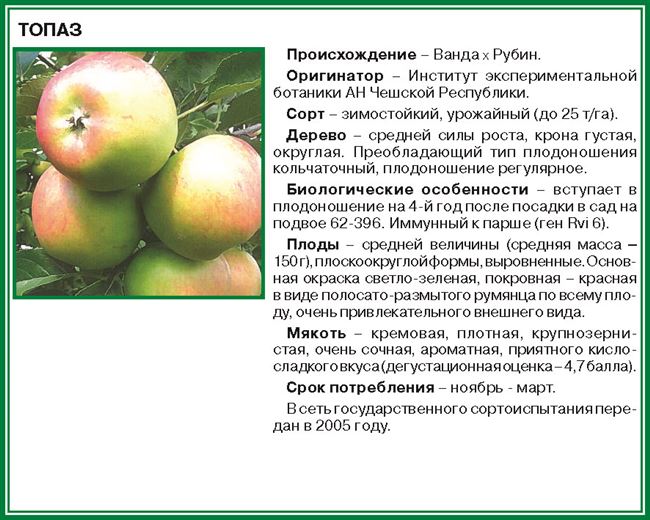 Яблоня макинтош – основные правила посадки, уход за молодым деревом, сбор и хранение урожая