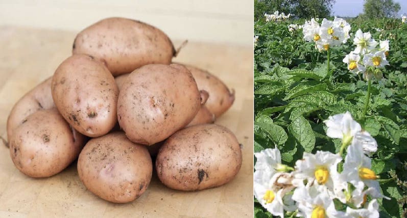 Описание сорта картофеля жуковский, отзывы, фото