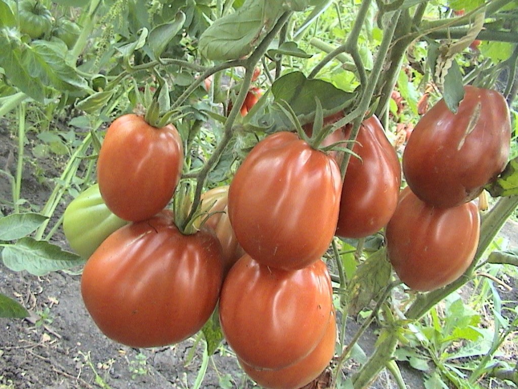 Семена томатов от коллекционеров на 2022 год: экзотические, редкие сорта, самые лучшие, описание