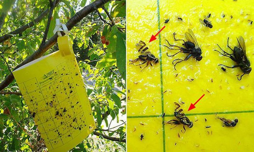 Борьба с вишневой мухой: сроки обработки, эффективные препараты