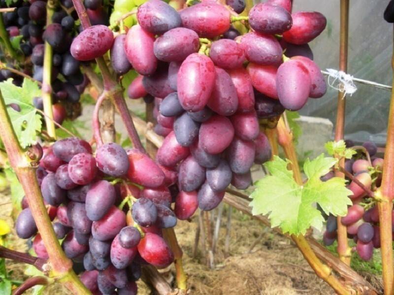 Сорт винограда виктория