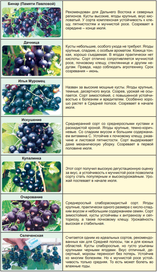 Смородина вологда: описание сорта и характеристики, выращивание и уход с фото