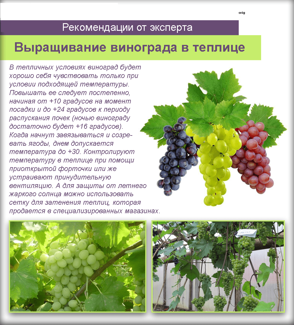 Виноград тимур, описание сорта