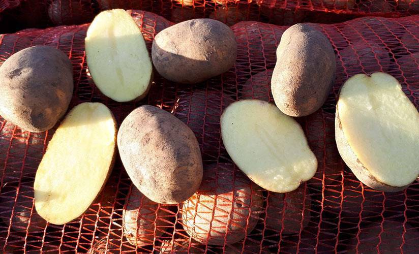 Один из лучших сортов картофеля — бриз. описание, фото, рекомендации по выращиванию