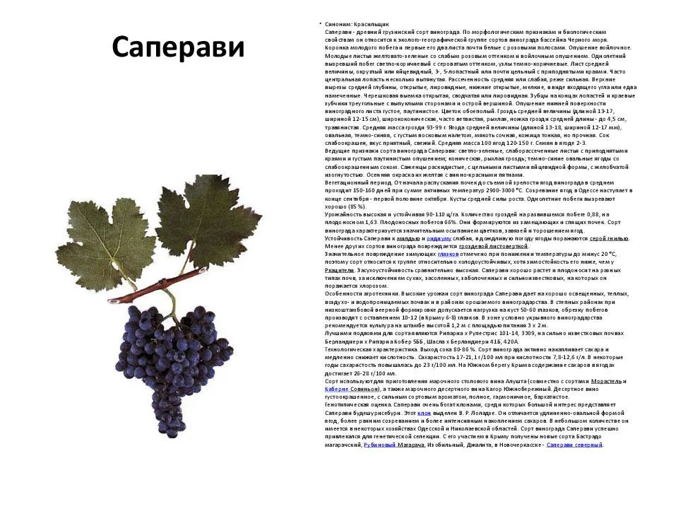 Виноград красень: описание и характеристики сорта, история селекции и выращивание