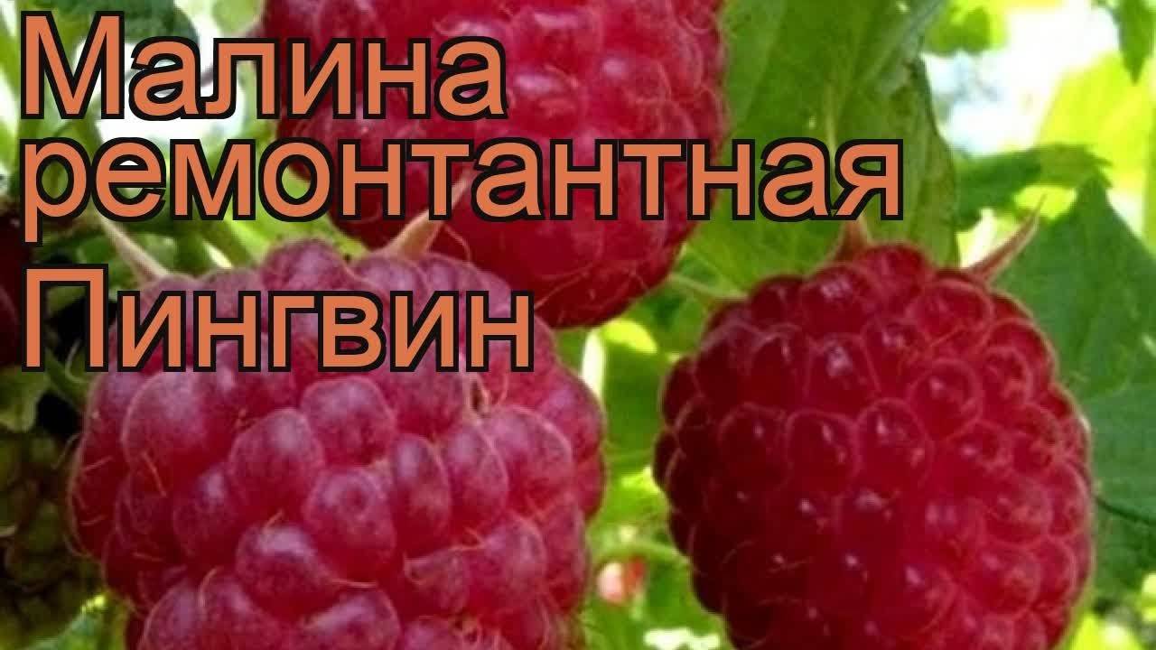 Малина пингвин описание фото