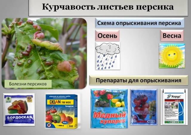 Курчавость листьев персика | справочник пестициды.ru