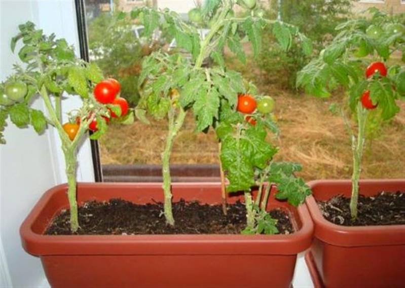 Черри на подоконнике – как вырастить помидоры зимой?