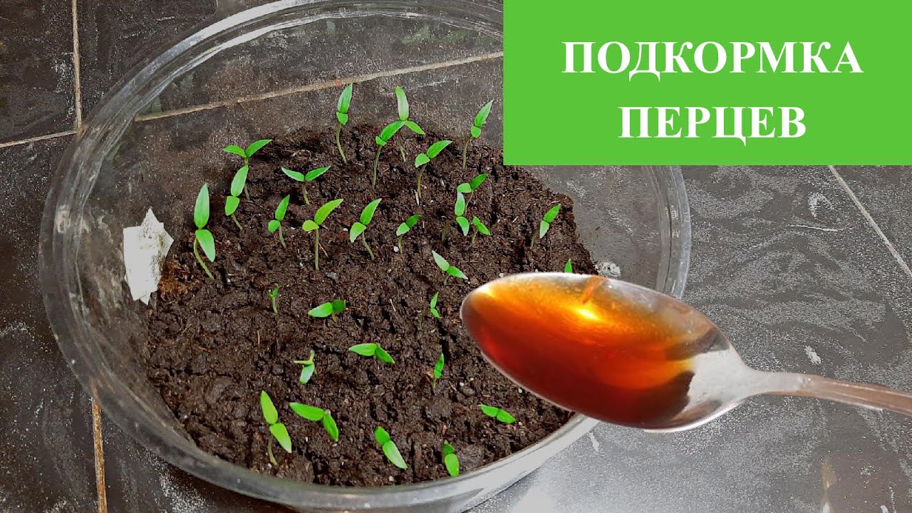 Чем подкормить рассаду помидоров до и после пикировки в домашних условиях, чтобы она была крепкой — когда подкормить рассаду помидоров после пикировки