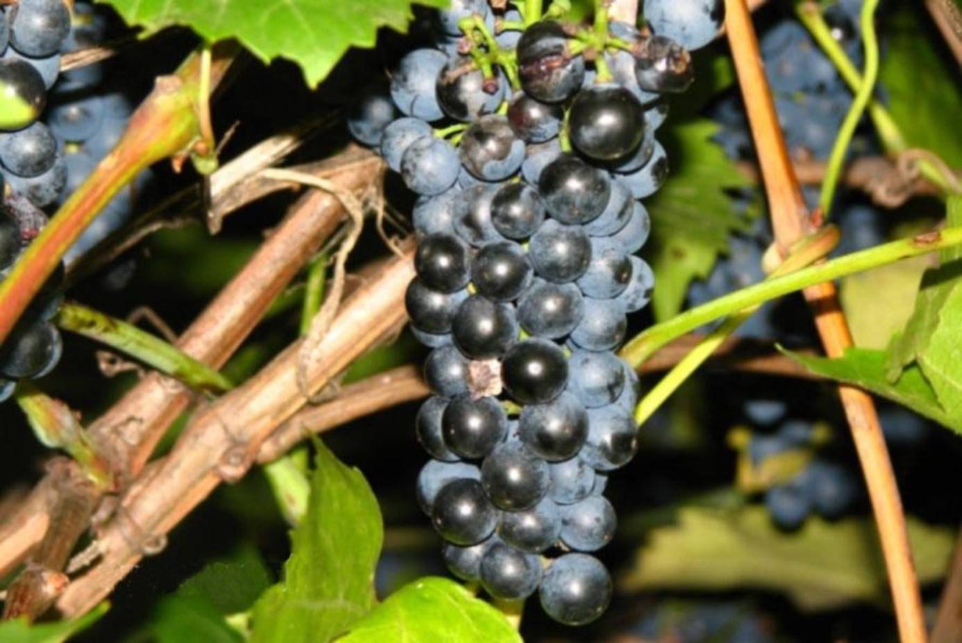 Виноград кармен: описание сорта, фото, отзывы, характеристики и особенности выращивания