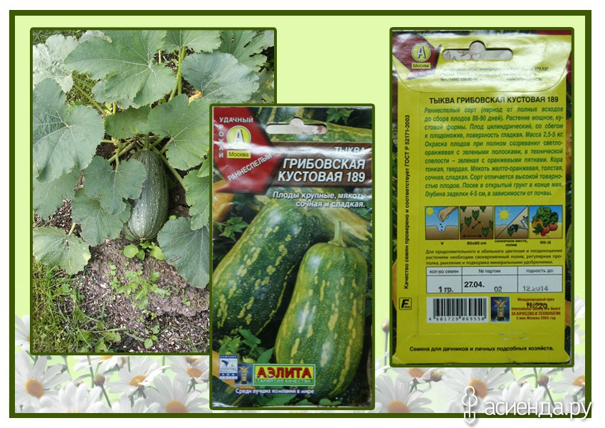 Особенности выращивания тыквы : выбор сорта, подготовка семян