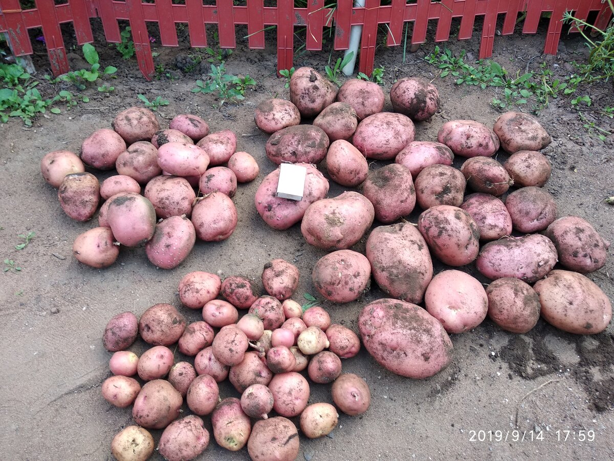 Характеристика и описание сорта картофеля беллароза