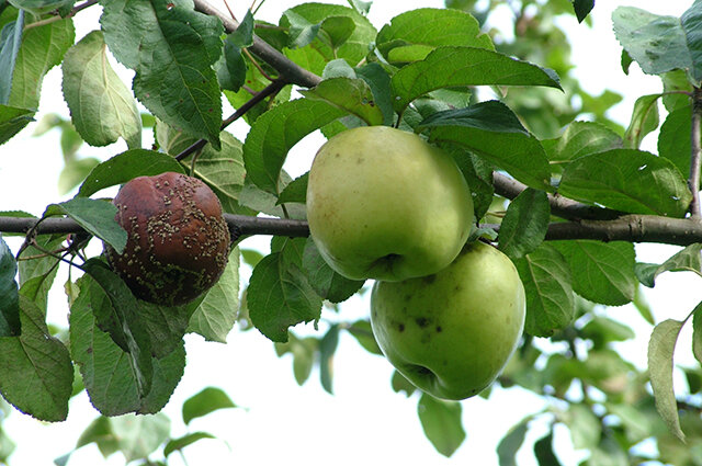 Почему яблоки гниют на дереве (монилиоз): причины и что делать, как спасти урожай