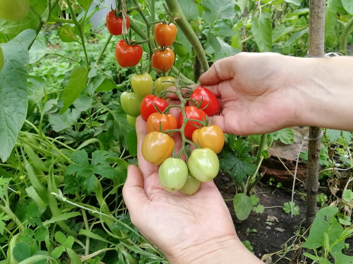 Помидоры черри: какие семена выбрать, а также лучшие сорта томатов краски, низкорослый блосэм, ликопа, саша f1, банано, черные, карликовые, желтые и самые крупные