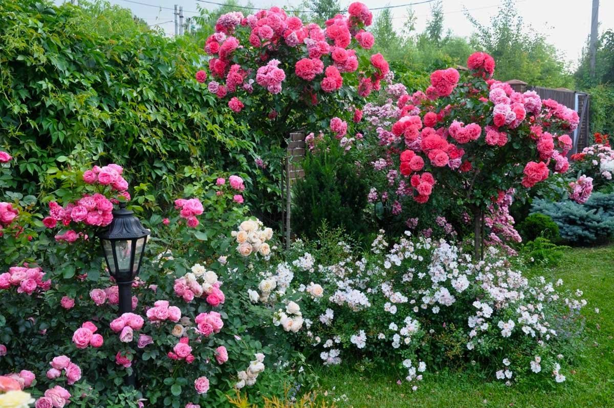 Роза rosarium uetersen (розариум ютерсен): характеристики, выращивание, уход, укрытие на зиму. подробное описание с фото
