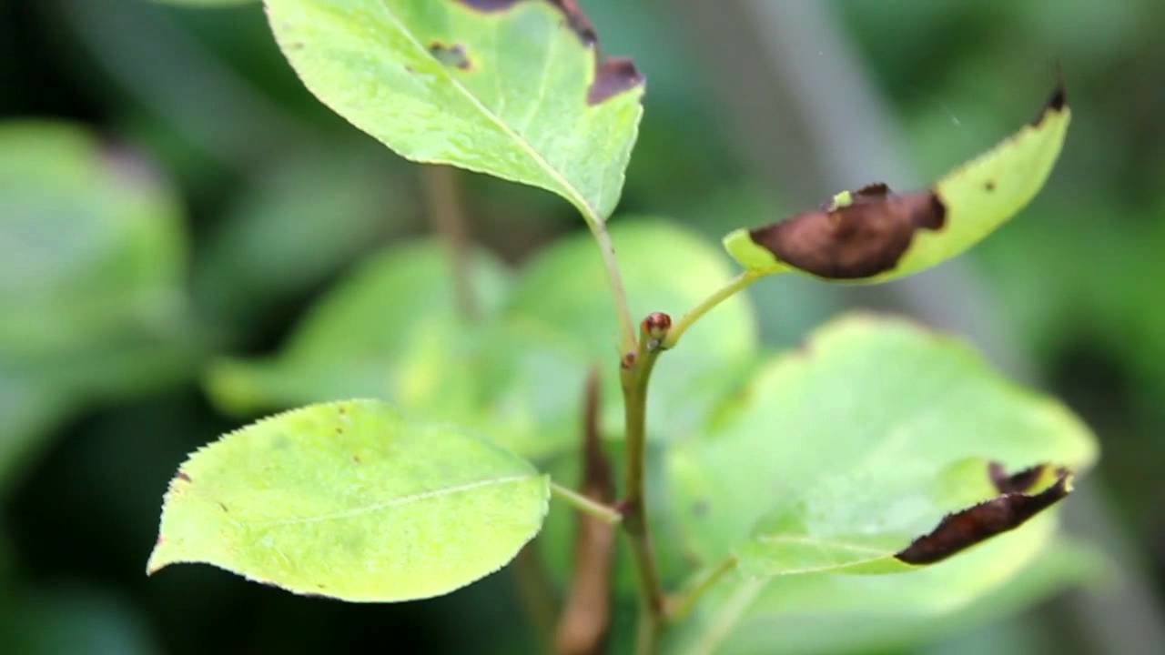 Листья груши чернеют и скручиваются в трубочку — как лечить и чем обработать