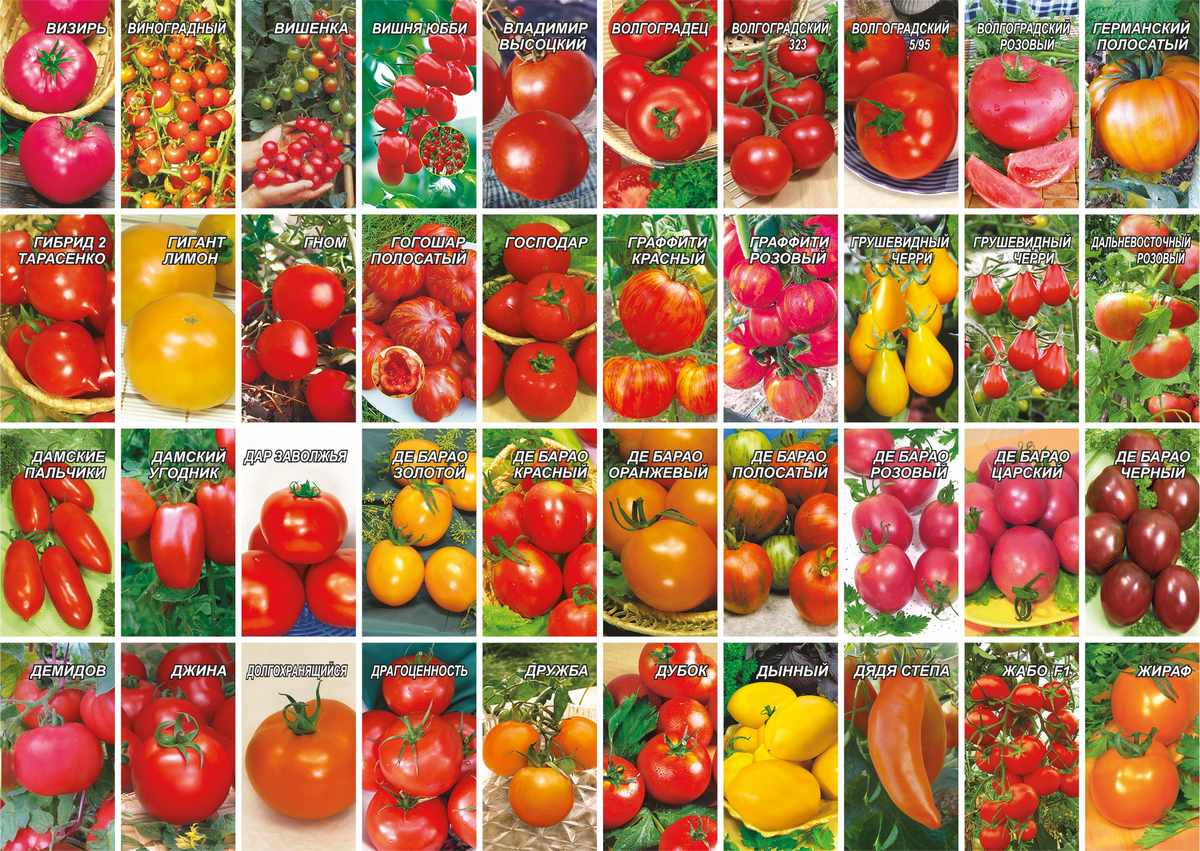 Как выбрать лучшие сорта томатов для выращивания в Беларуси