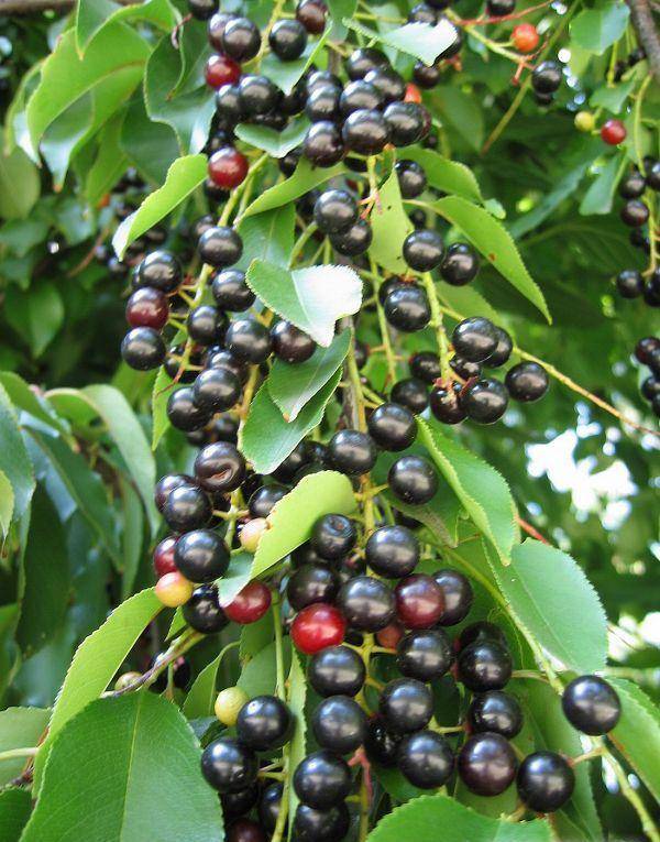 Гибрид вишни и черемухи: описание церападуса, сорта, посадка и уход, полезные свойства