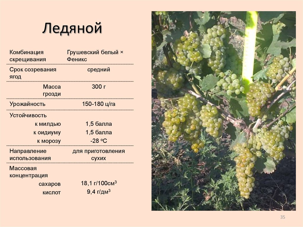 Виноград красотка – перспективность для выращивания + видео