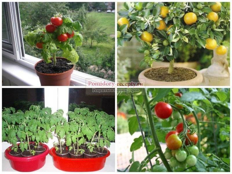 Большой урожай помидоров черри в домашних условиях на подоконнике и балконе: выращивание из семян пошагово и уход в квартире зимой, а также как посадить в горшки?