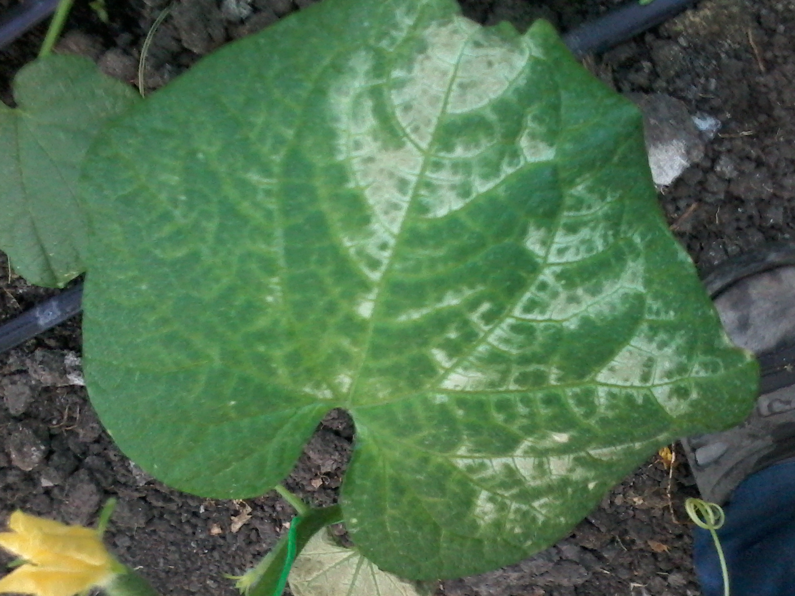 Почему у огурцов сохнут листья и что делать, чем лечить в теплице и грунте