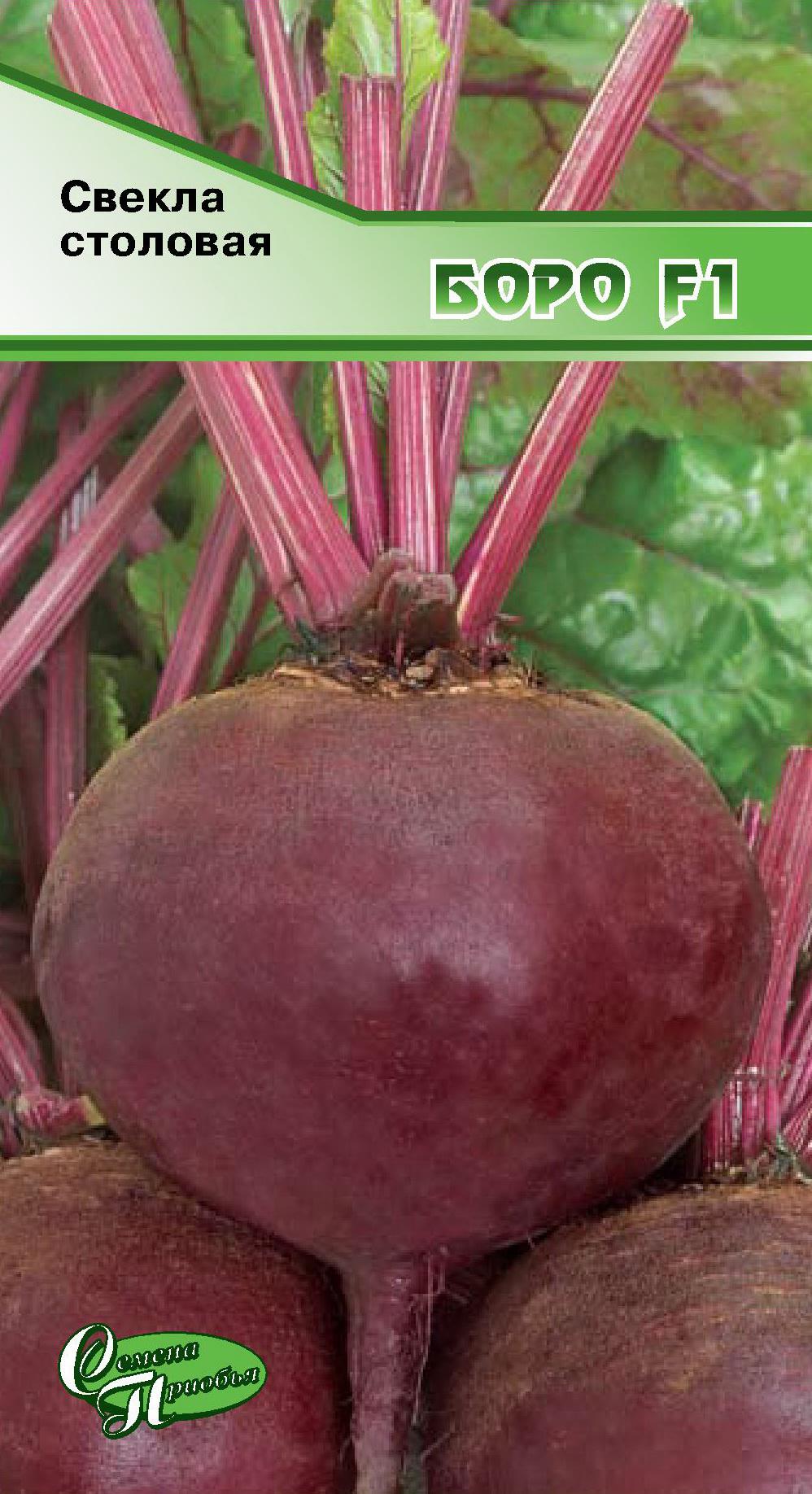 Свёкла бордо 237: описание и характеристика растения, условия для выращивание и уход, фото, отзывы