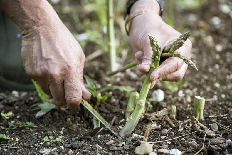 Выращивание спаржи в открытом грунте: посадка, уход, подкормка, борьба с вредителями