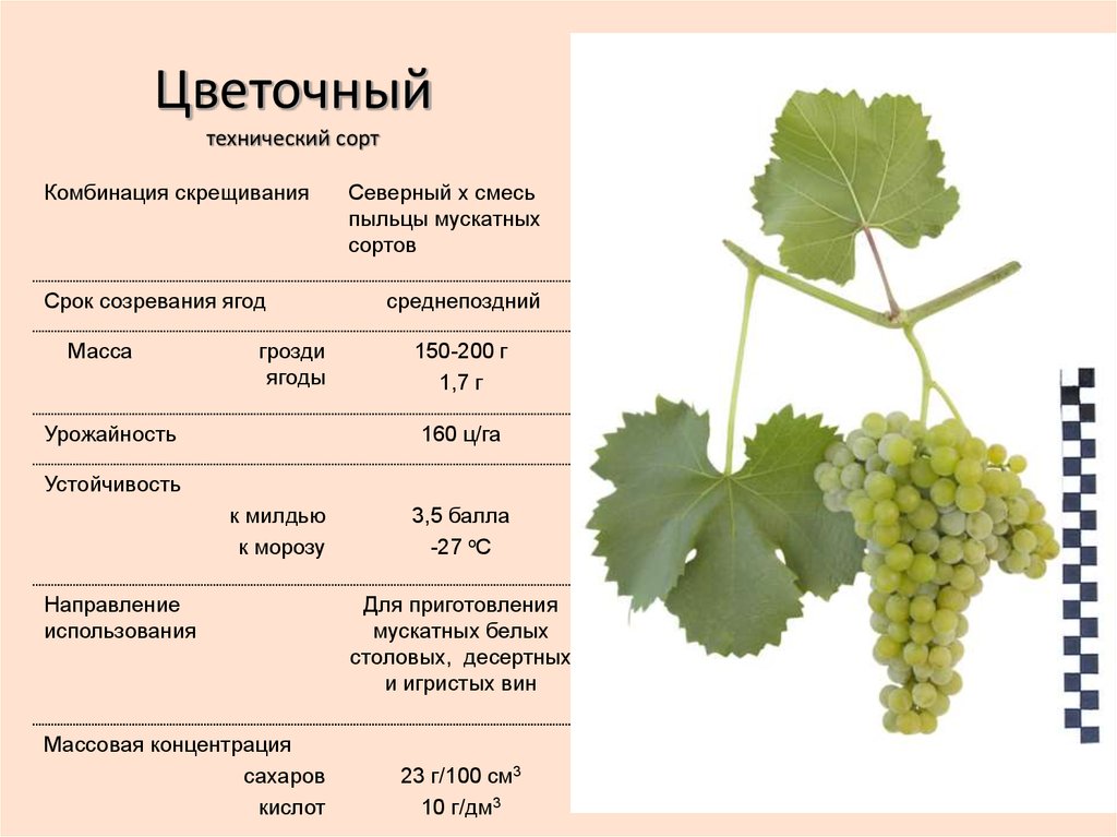 Виноград красотка: описание сорта, фото, отзывы, видео