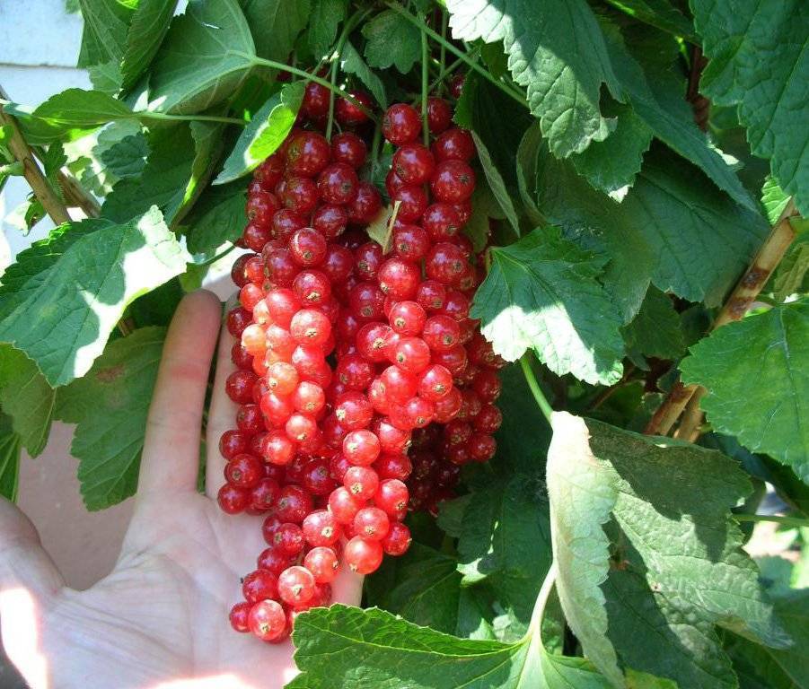 Смородина красная джонкер ван тетс: описание сорта, выращивание и уход с фото