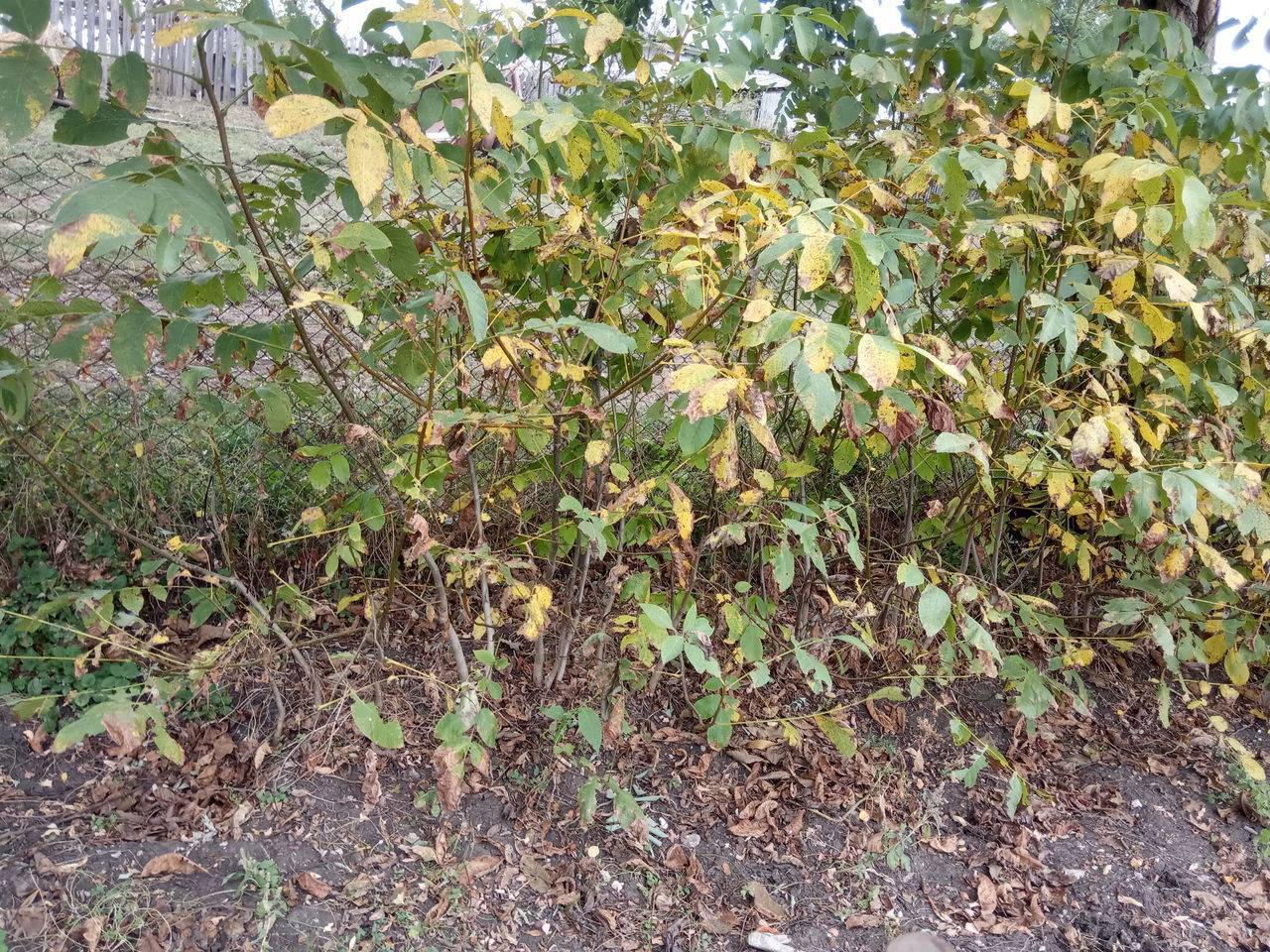 Фундук или лещина крупная: как выращивать дерево в саду, сорта