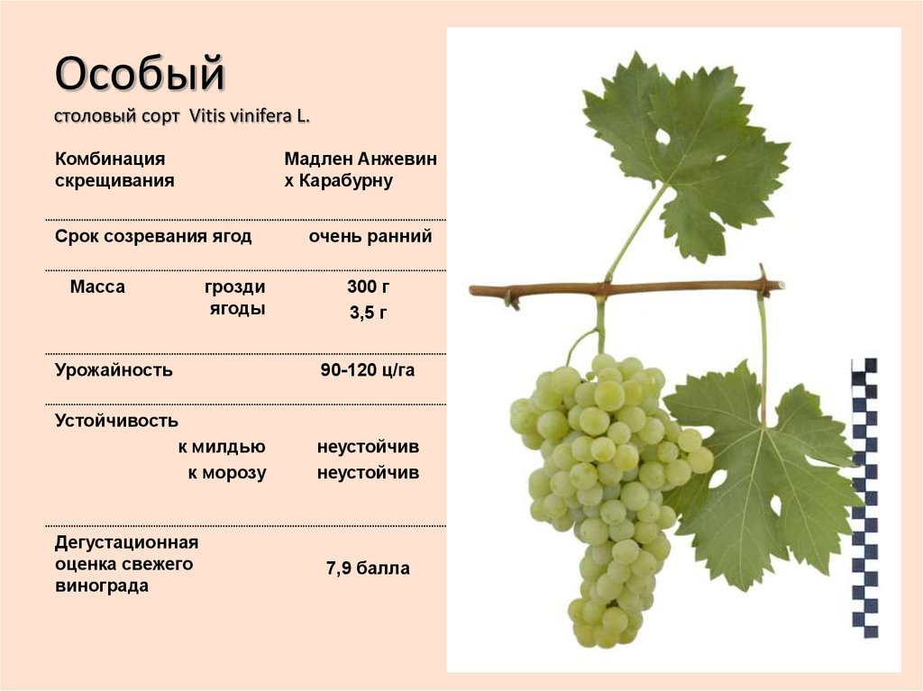 Виноград академик: описание сорта и правила выращивания + отзывы