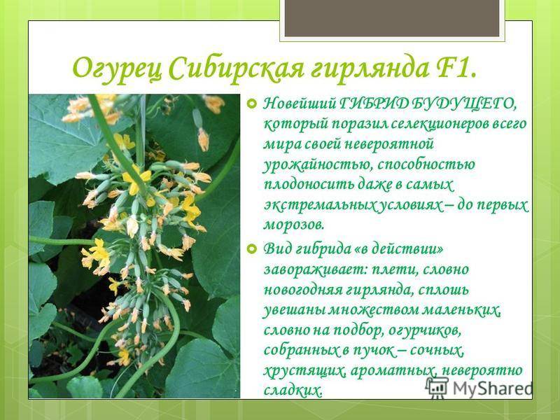 Огурец сибирская гирлянда f1: описание сорта, выращивание, уход