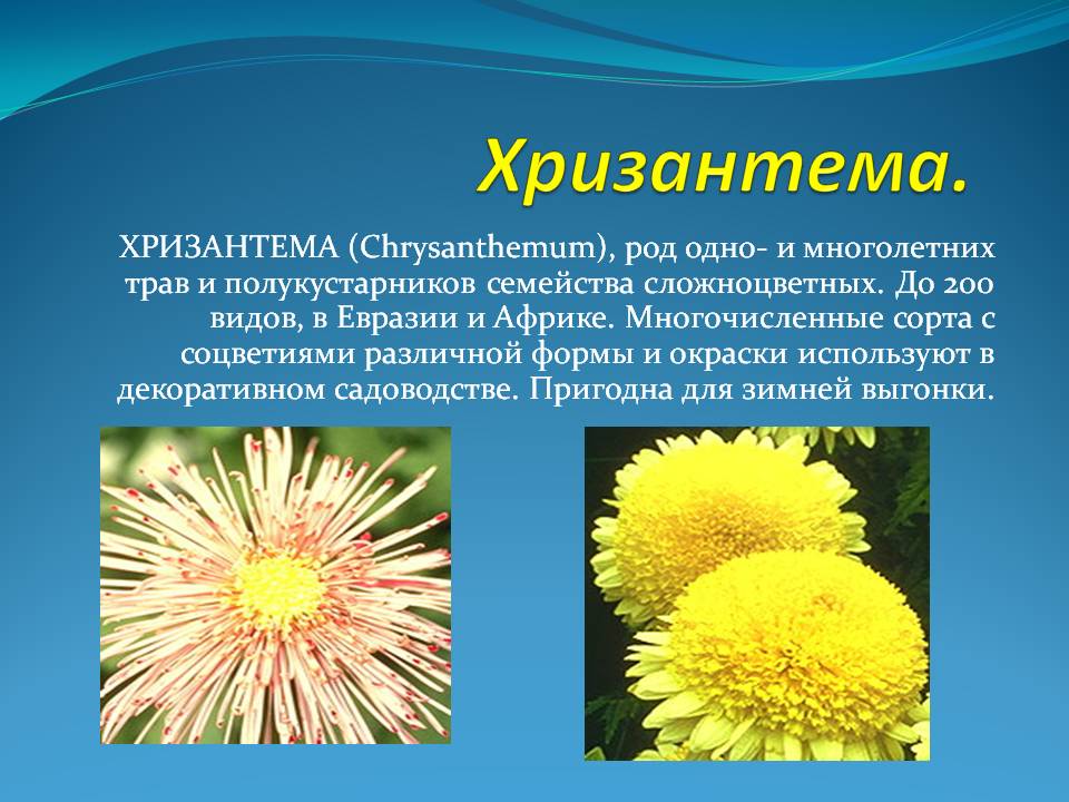 Кустовая хризантема: виды хризантем, высадка и уход, фото