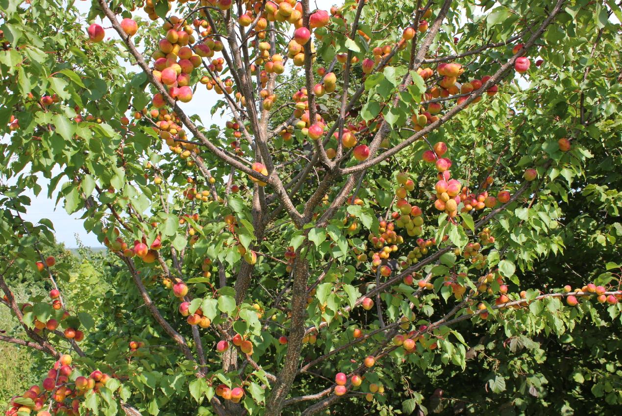 Абрикос триумф северный фото дерева
