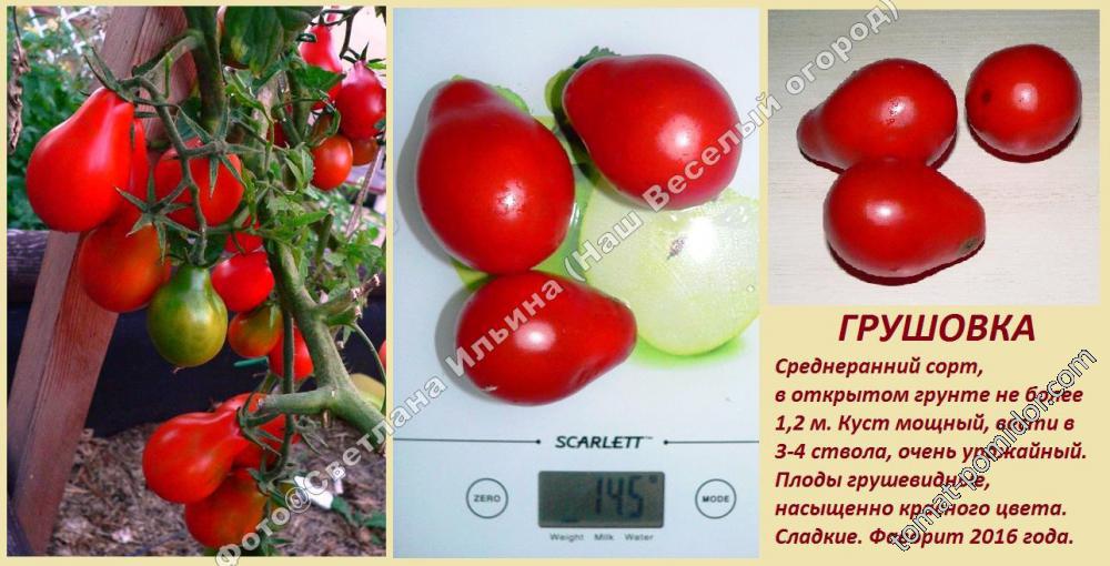 Томат грушовка: характеристика и описание сорта, отзывы тех кто сажал помидоры об их урожайности, фото семян от сибирский сад