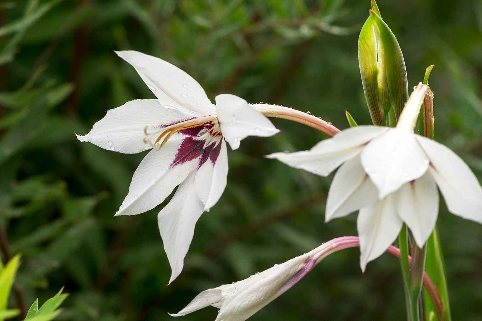 Ацидантера, или душистый гладиолус - цветок, который ни в чем не уступит гладиолусам и лилиям