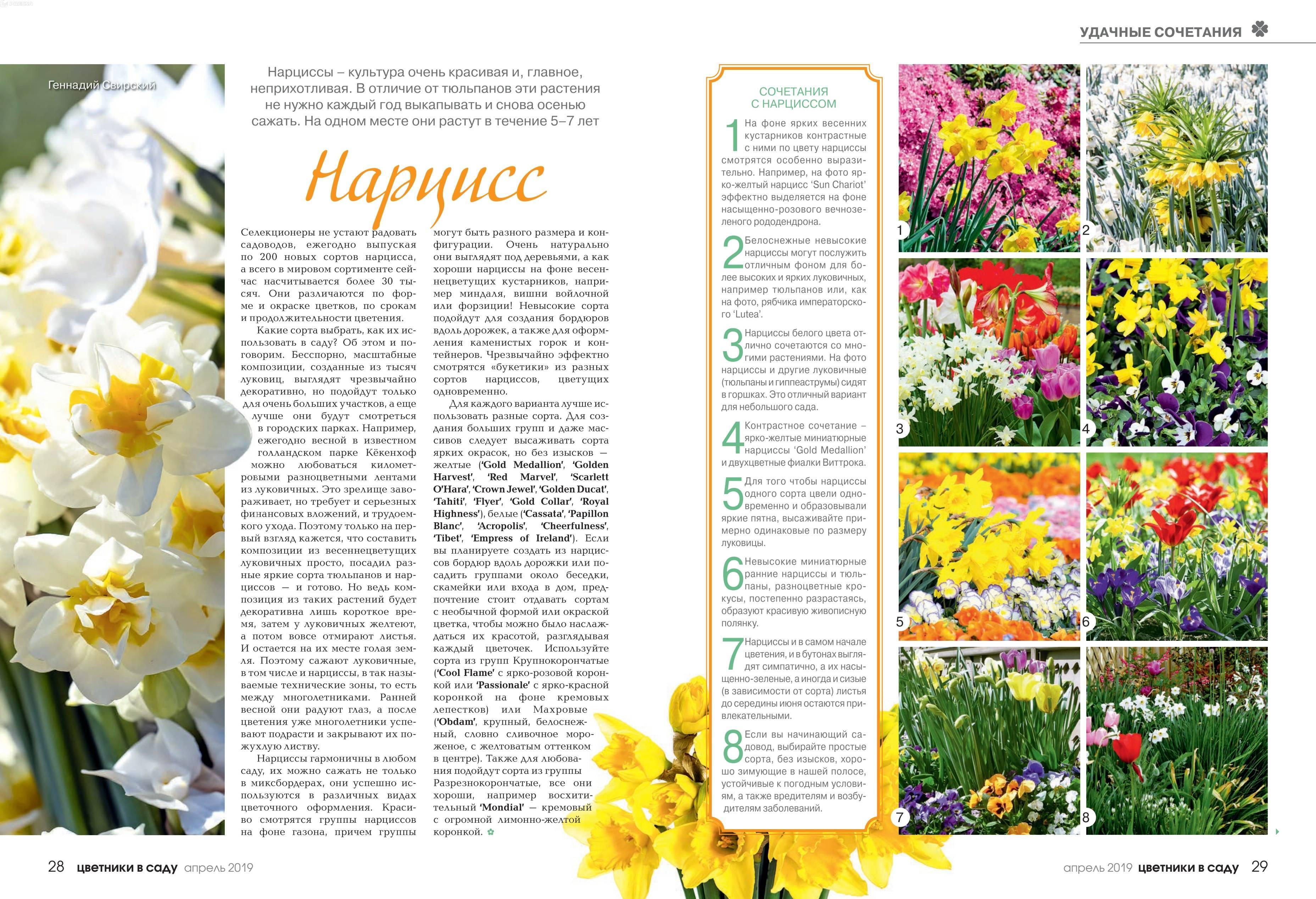 Цветы нарциссы – описание, виды и сорта