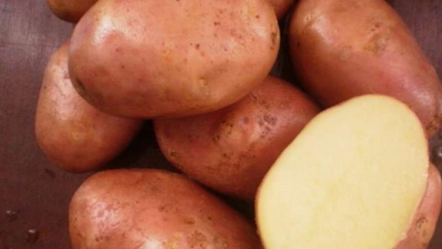 Сорт картофеля ильинский: характеристика, описание и фото, урожайность, выращивание и уход, болезни и вредители, сбор урожая