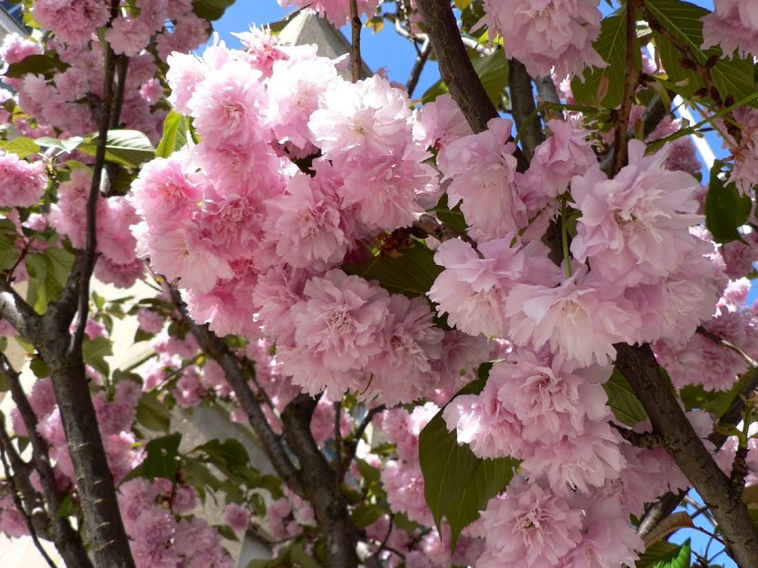 Выращиваем сакуру: японская вишня в вашем саду | садоводство и огородничество