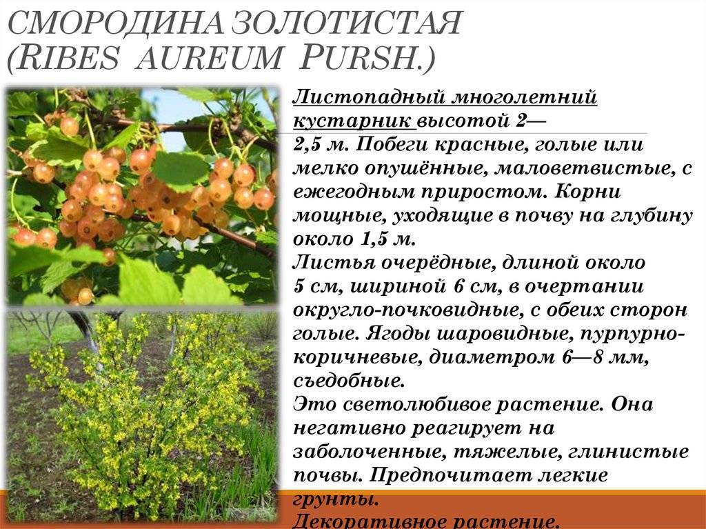 Смородина: выращивание в саду, виды и сорта