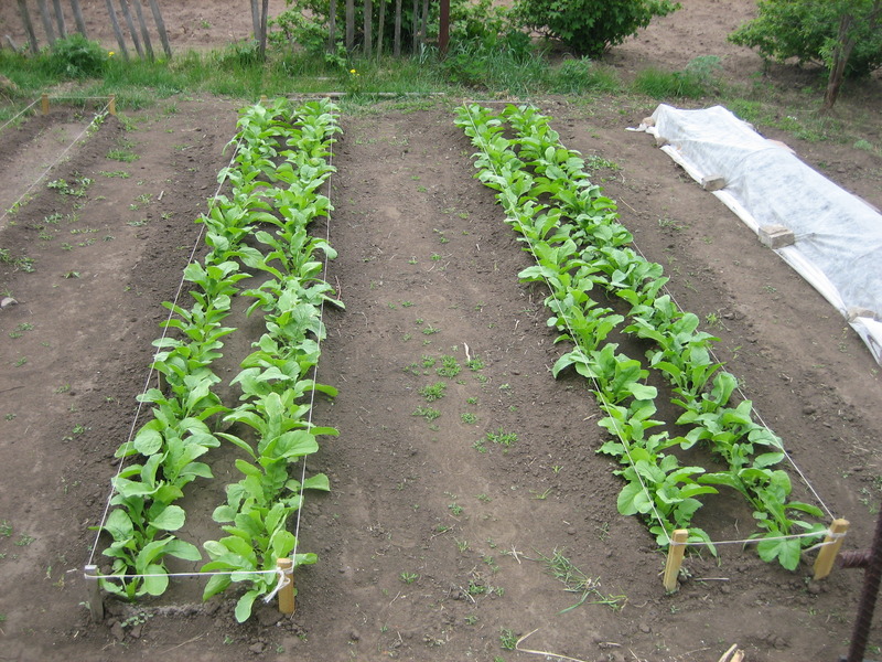 Дайкон: когда сажать семена в открытый грунт и как, может быть срок посадки редьки на даче в средней полосе и других регионах в июле или августе и выращивание и уход