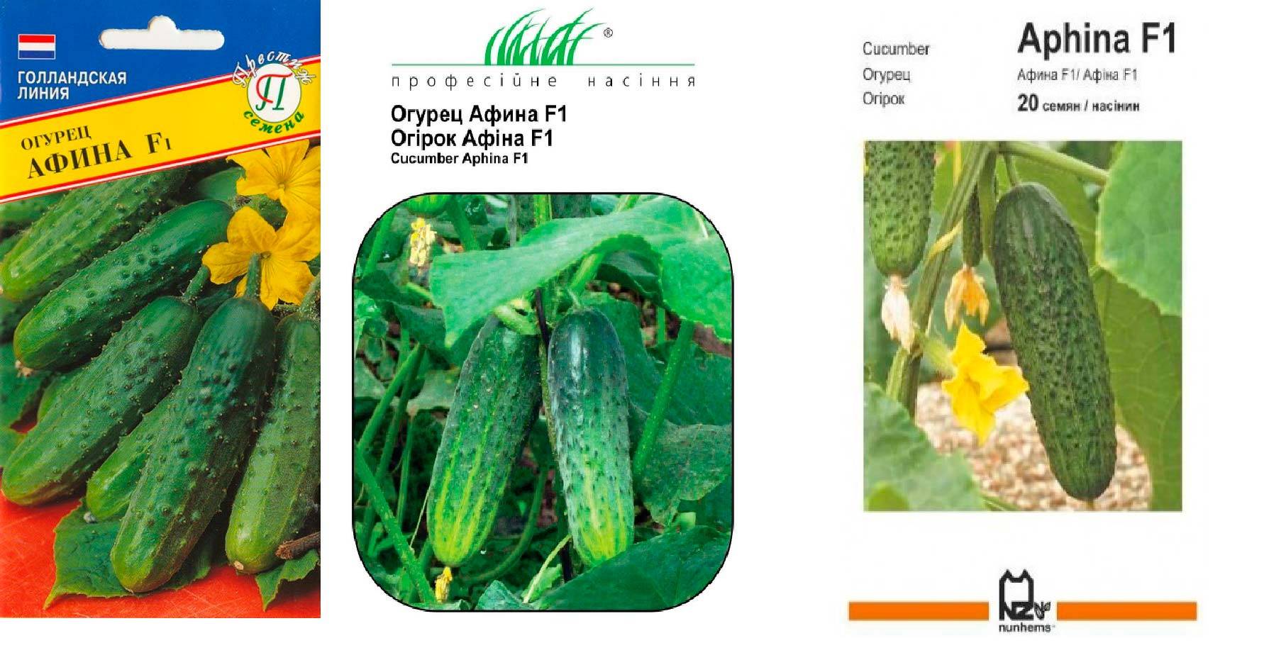Голландский гибрид огурцов «барвина f1»: фото, видео, описание, посадка, характеристика, урожайность, отзывы