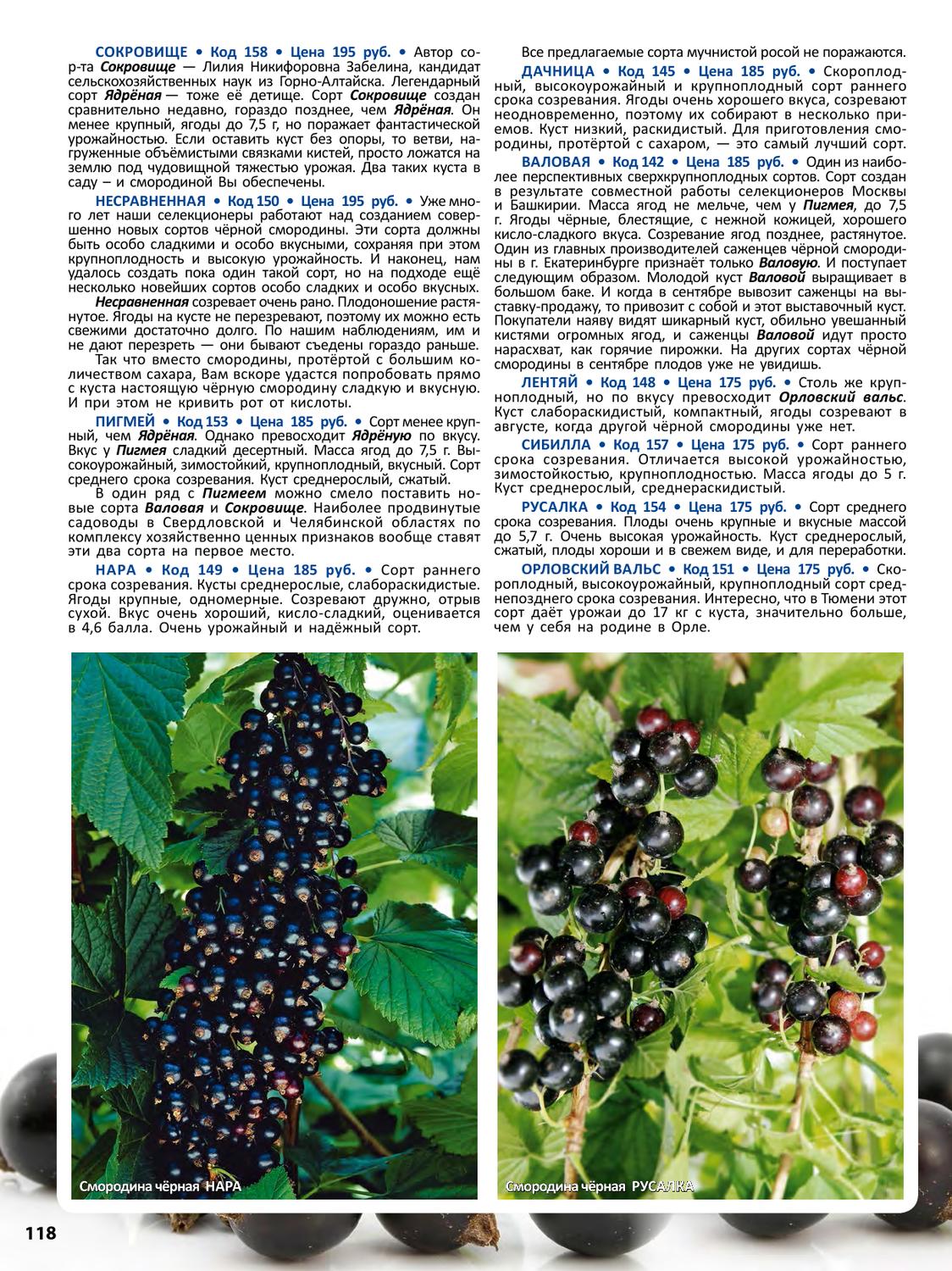 Смородина геркулес (геракл) чёрная: описание сорта с фото, урожайность, вкусовые качества